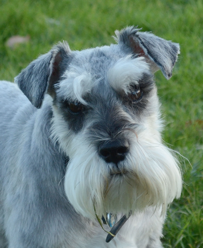Dog portrait commissions in Gloucestershire UK by Fourlegs.co.uk